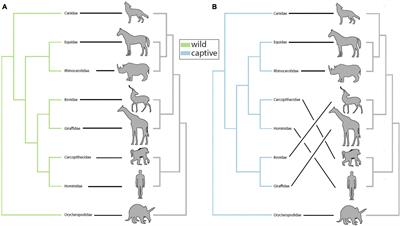 Robustness of Mammalian Gut Microbiota to Humanization in Captivity